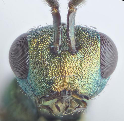Stenomalina sp.